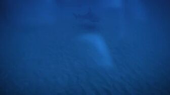 Shark Attack Files S02E08 WEB H264-RBB